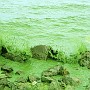 Blue Algae In Dian Lake 05